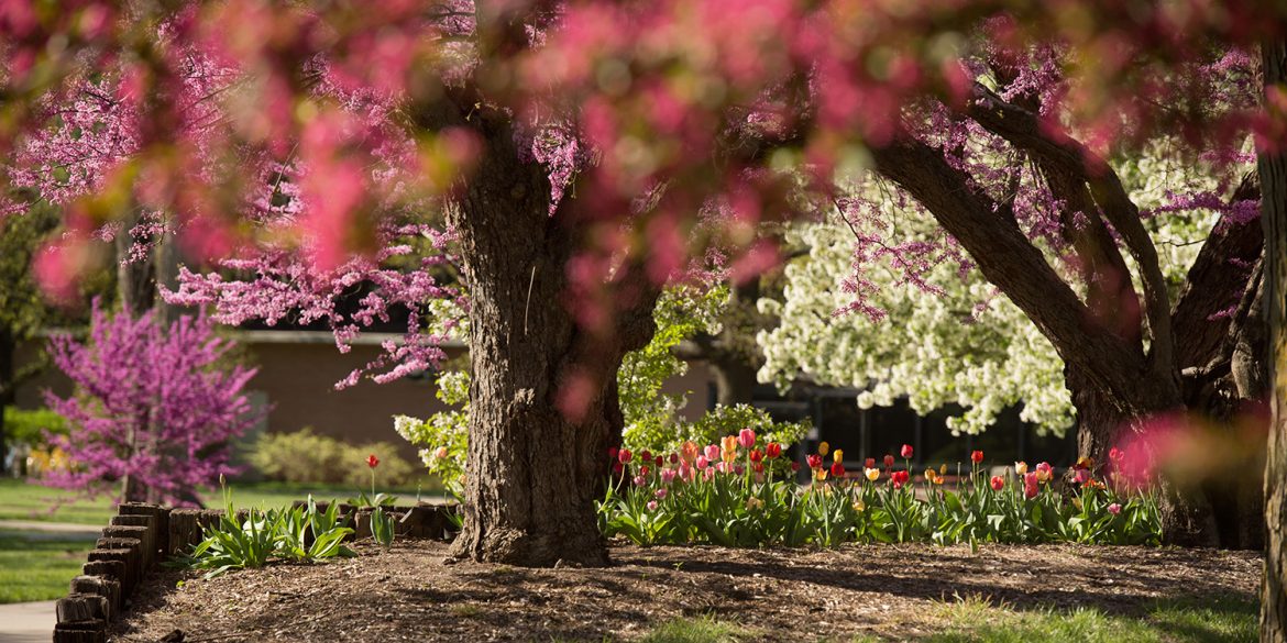 Photo: Hesston College campus beauty - flowering trees in spring.