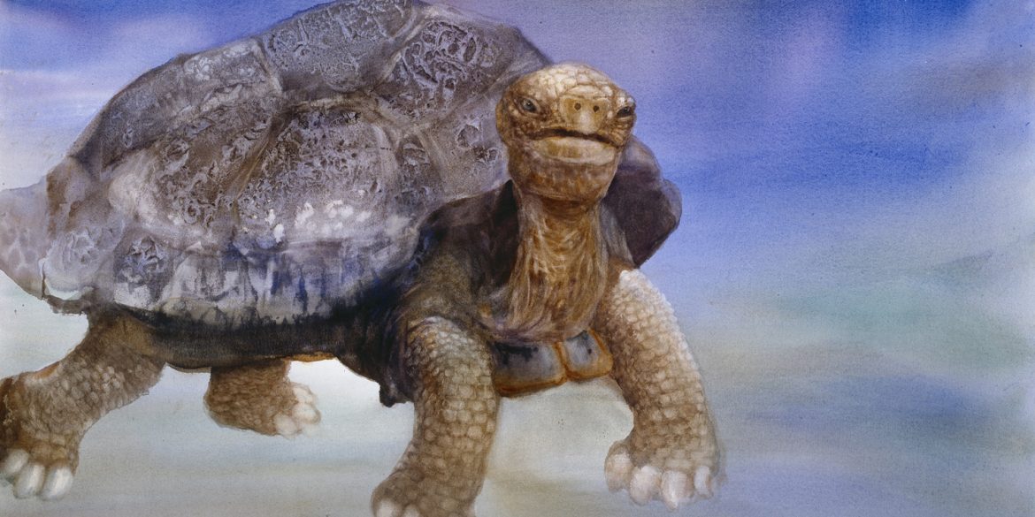 Old Turtle - illustration from children's book